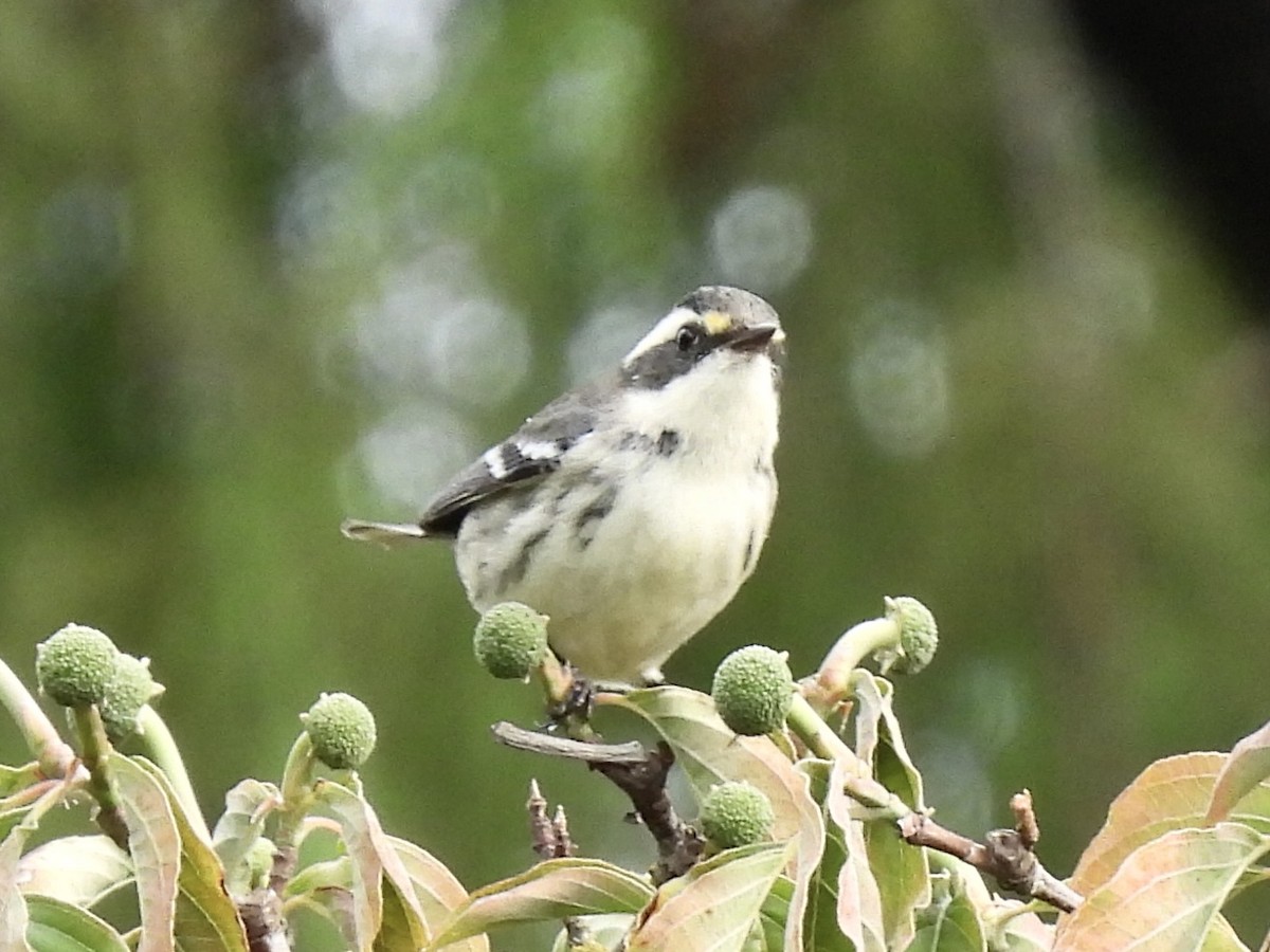 Black-throated Gray Warbler - ML641537629