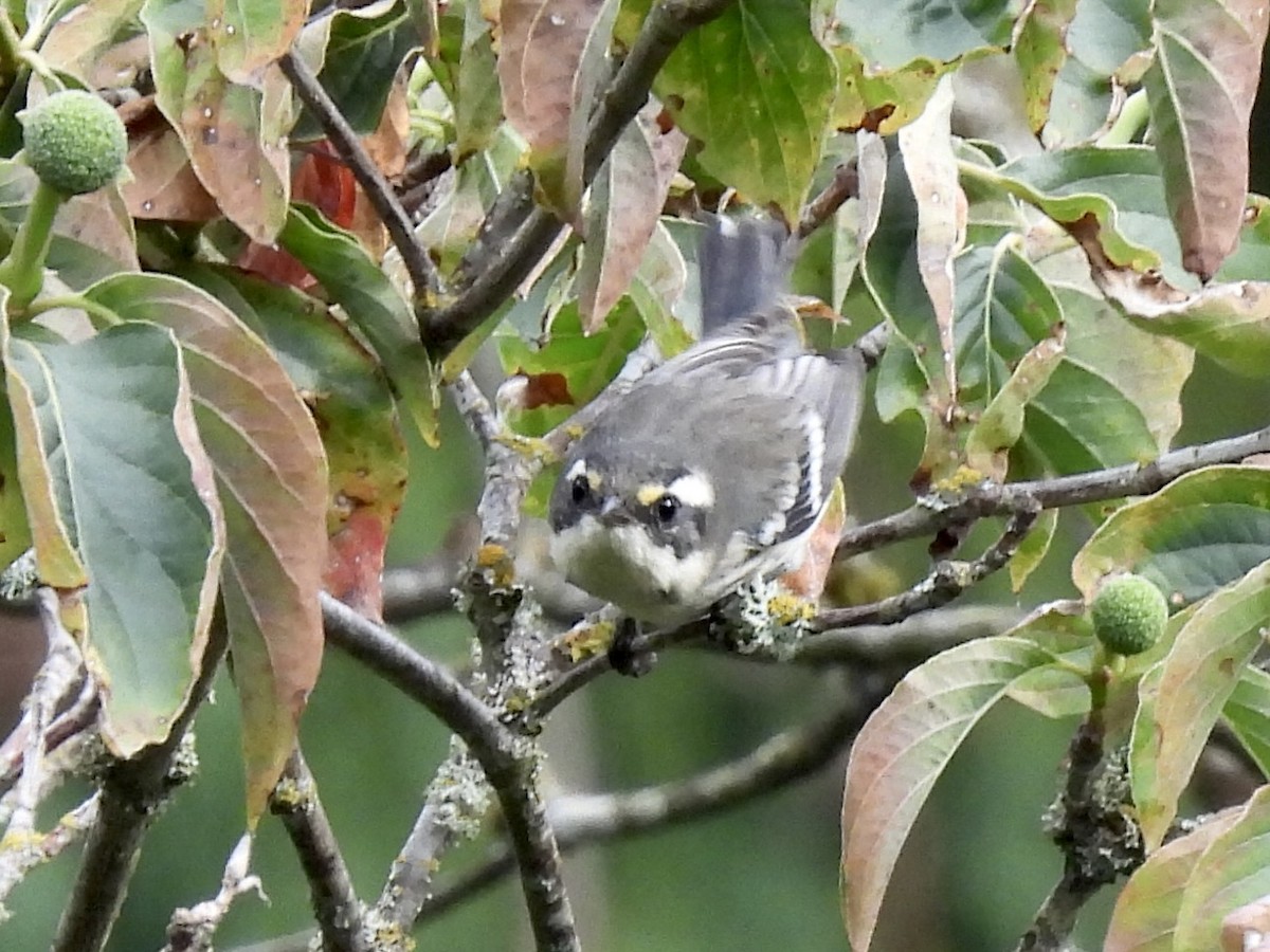 Black-throated Gray Warbler - ML641537630
