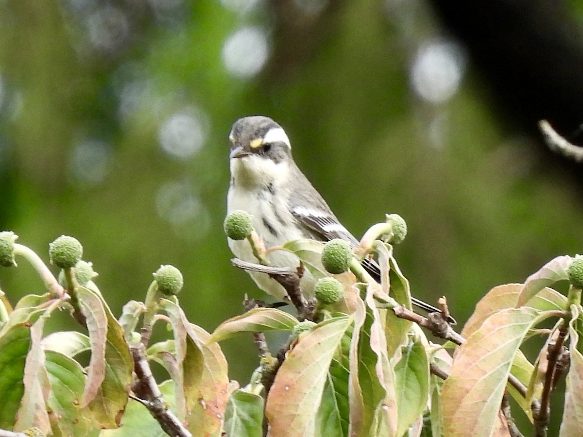 Black-throated Gray Warbler - ML641537631