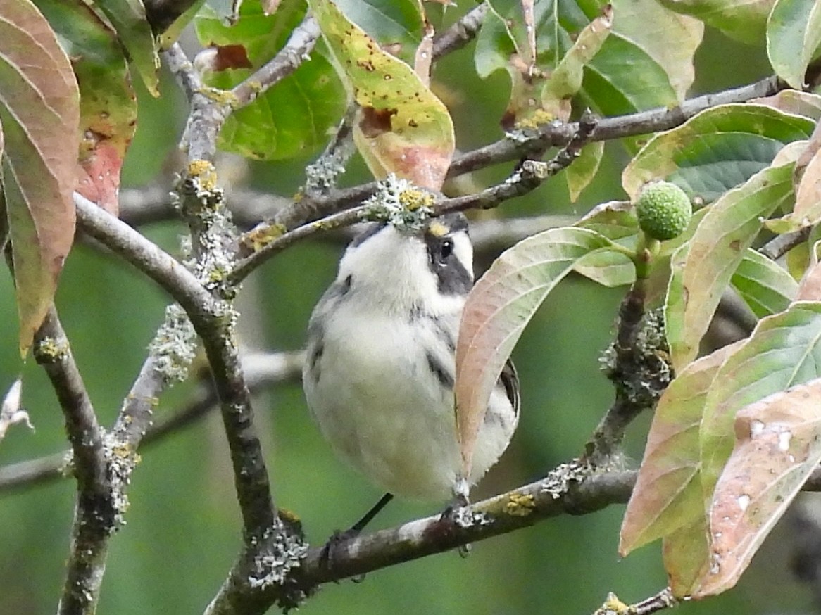 Black-throated Gray Warbler - ML641537632