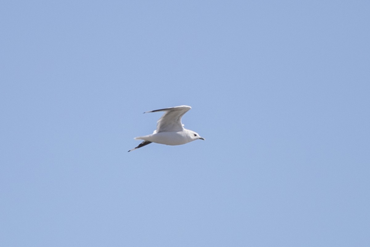Common Gull - ML641537642