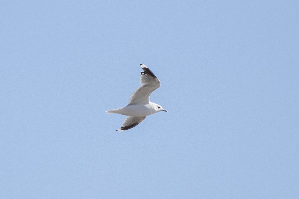 Common Gull - ML641537643