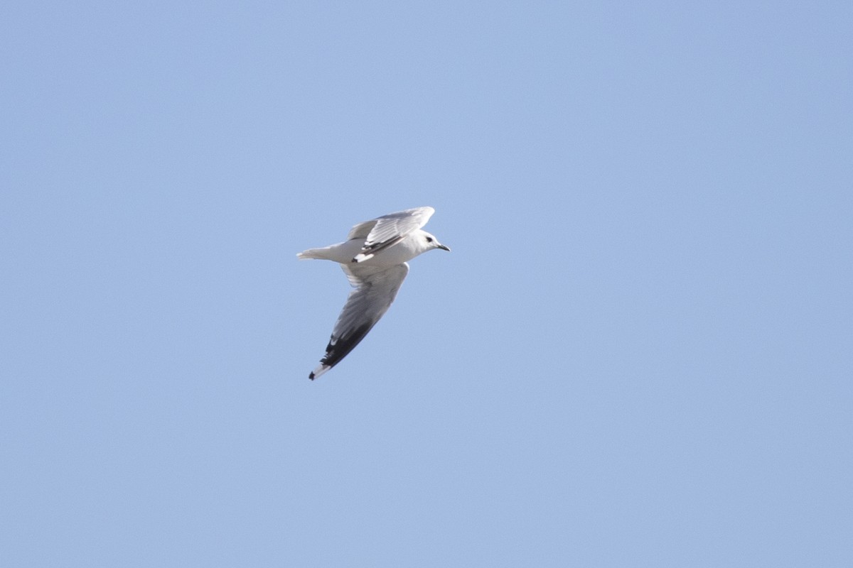 Common Gull - ML641537644