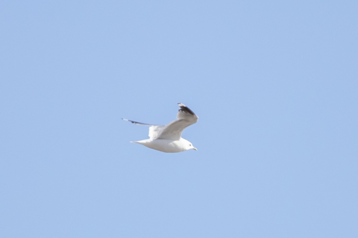 Common Gull - ML641537645