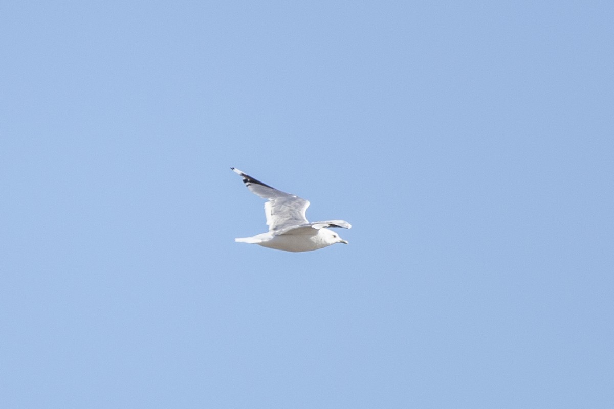 Common Gull - ML641537646