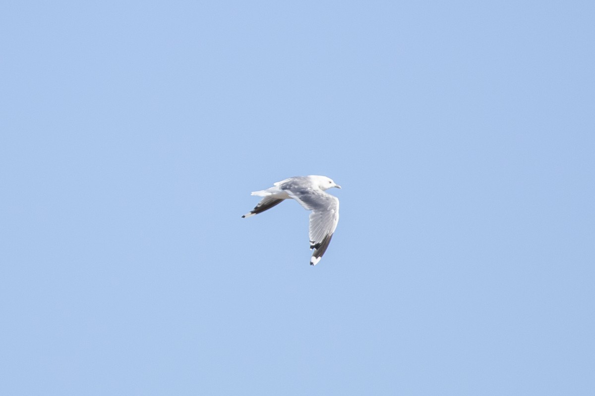 Common Gull - ML641537647