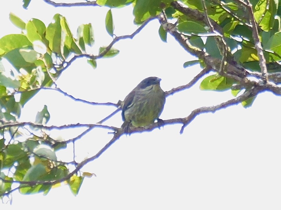 Polynesian Starling - ML641537660