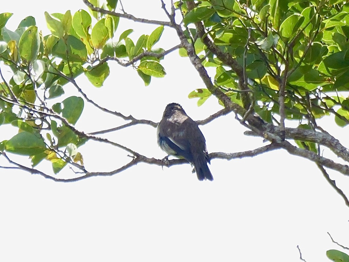 Polynesian Starling - ML641537661