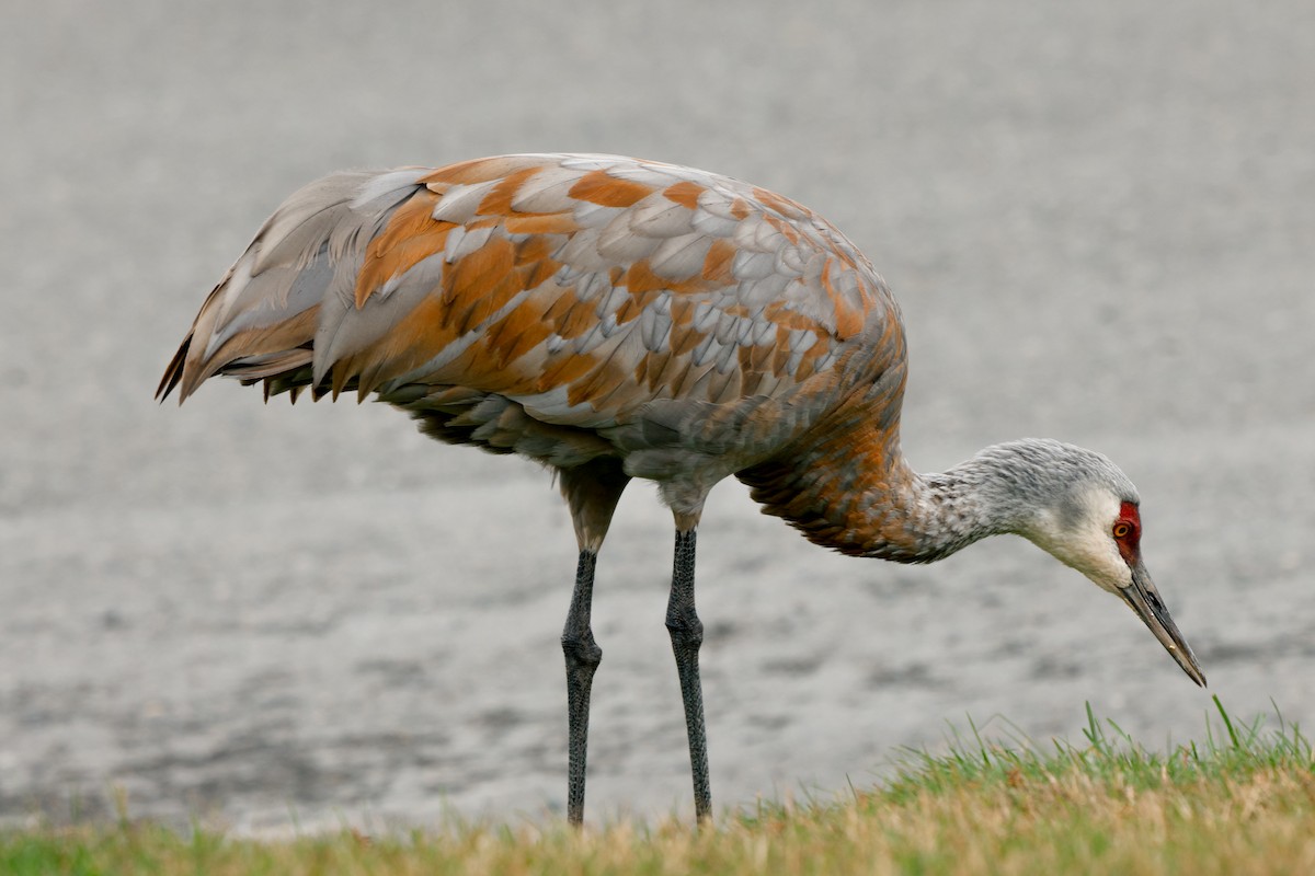 Орог тогоруу - ML641537681