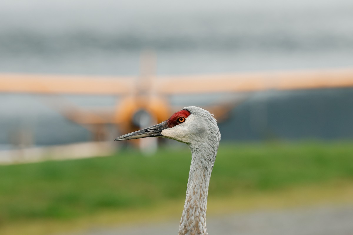 Орог тогоруу - ML641537682