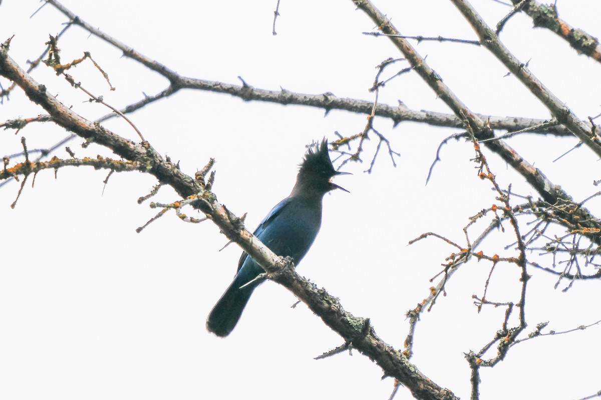 Steller's Jay - ML641537683