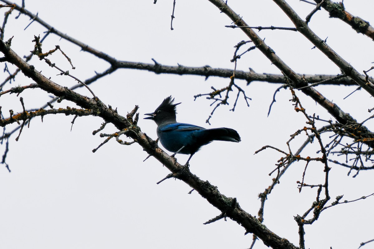 Steller's Jay - ML641537685