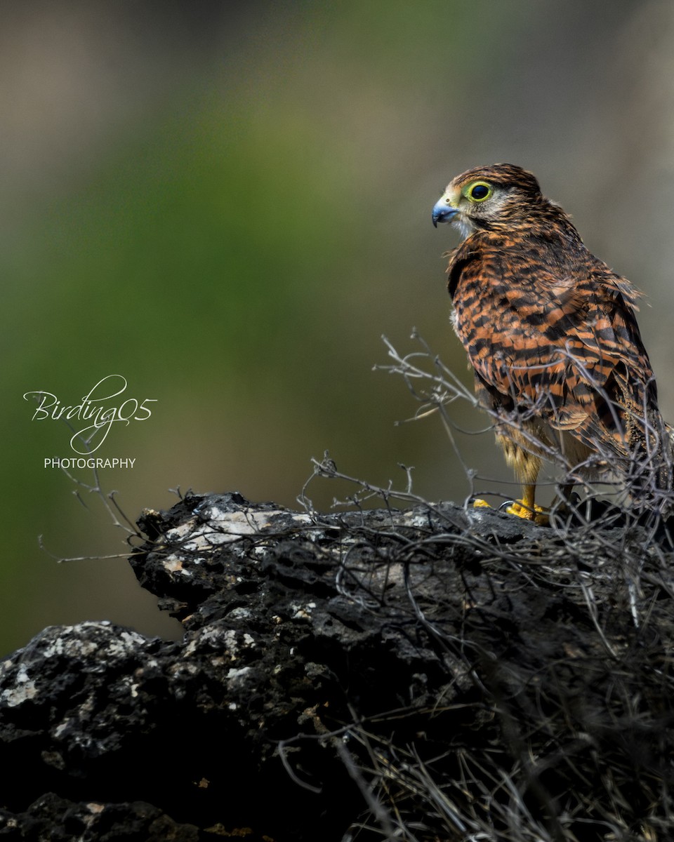 Spotted Kestrel - ML641537699