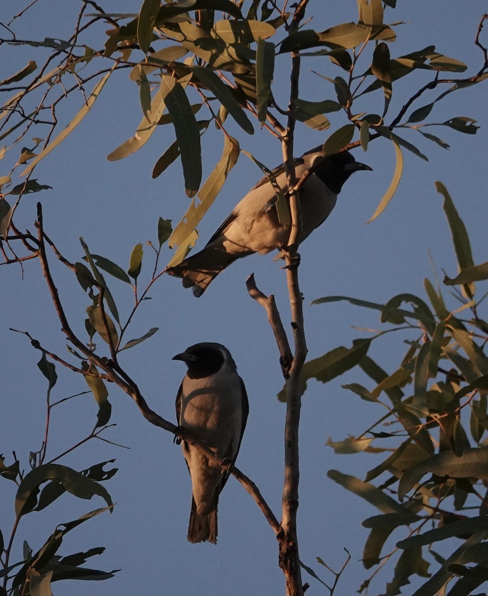 Masked Woodswallow - ML641537700