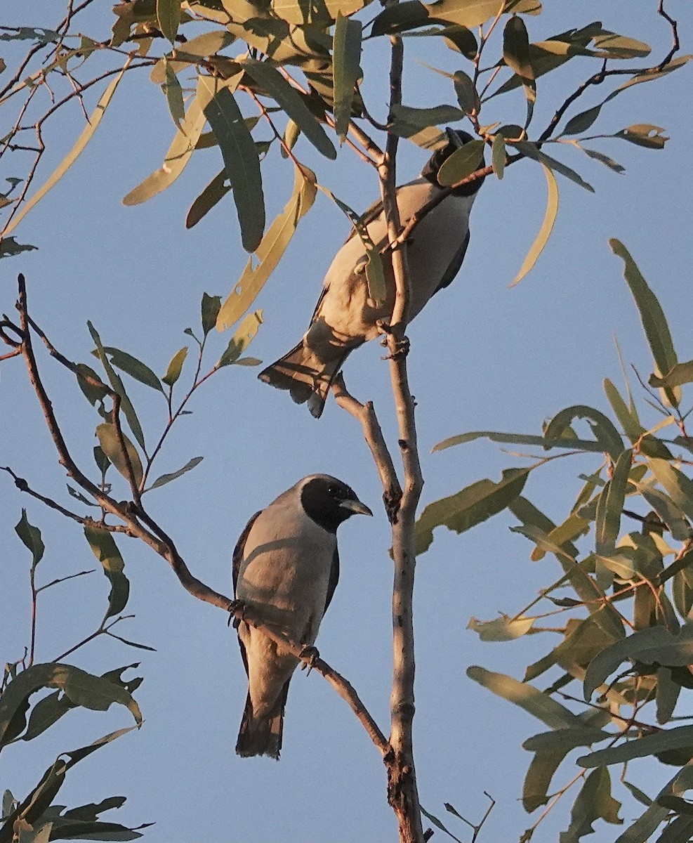 Masked Woodswallow - ML641537701