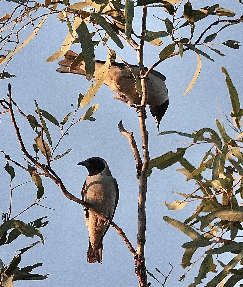 Masked Woodswallow - ML641537702
