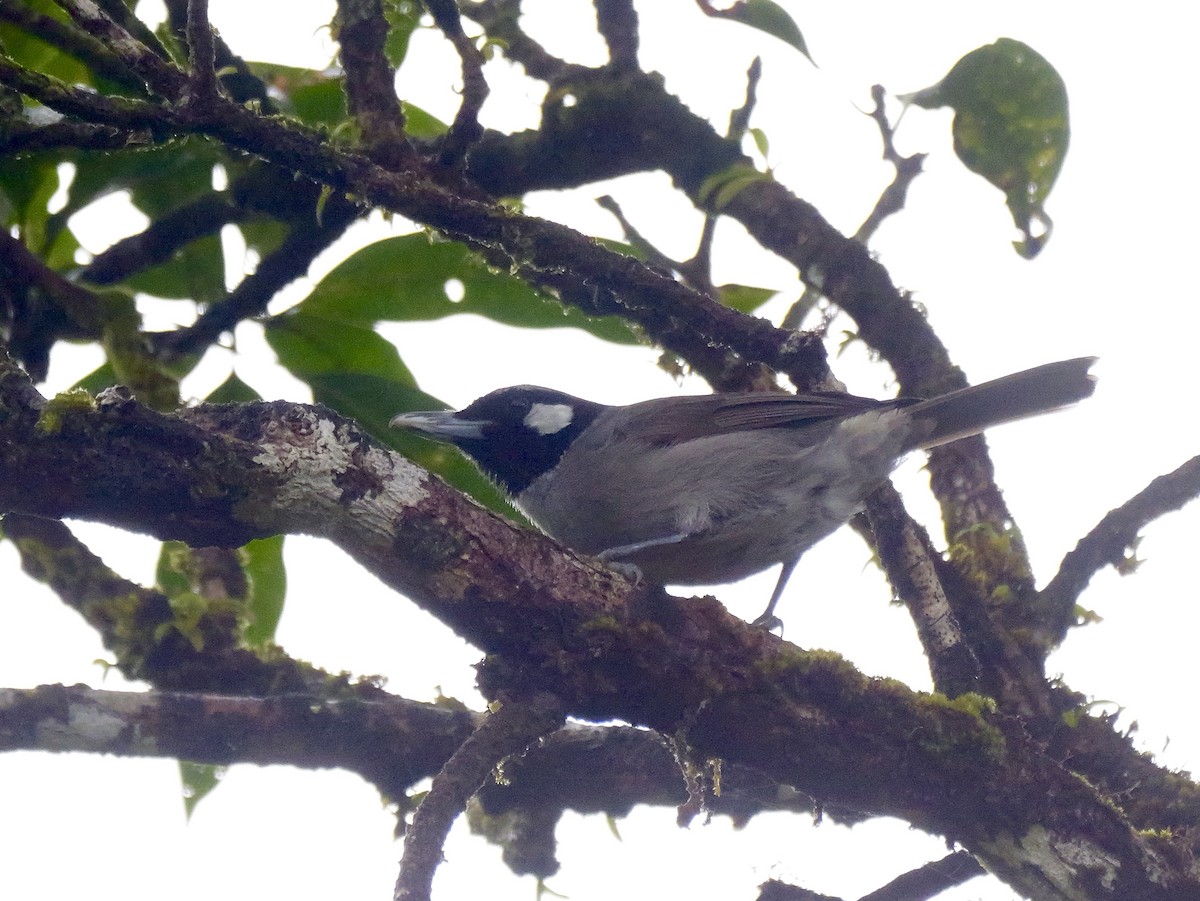 Black-throated Shrikebill - ML641537714