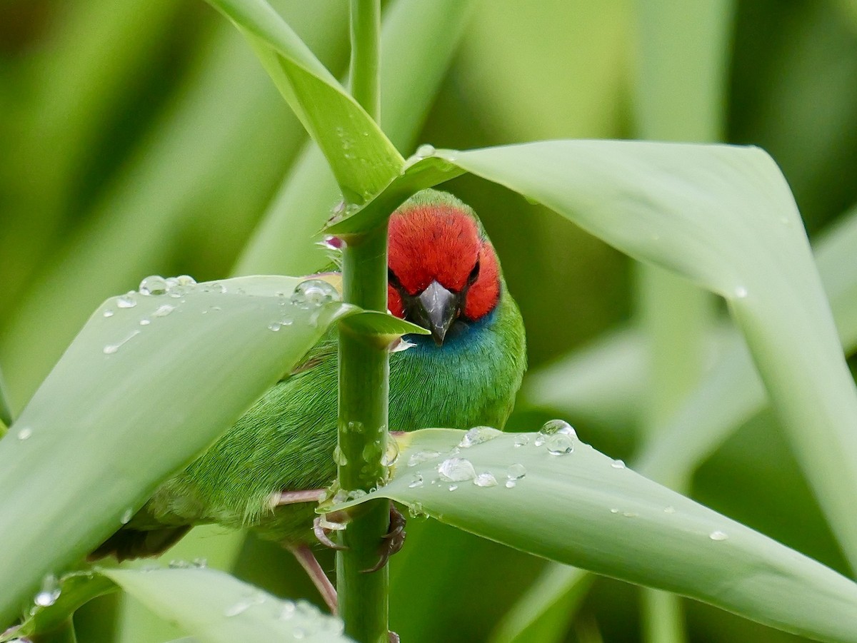 Fiji Parrotfinch - ML641537717