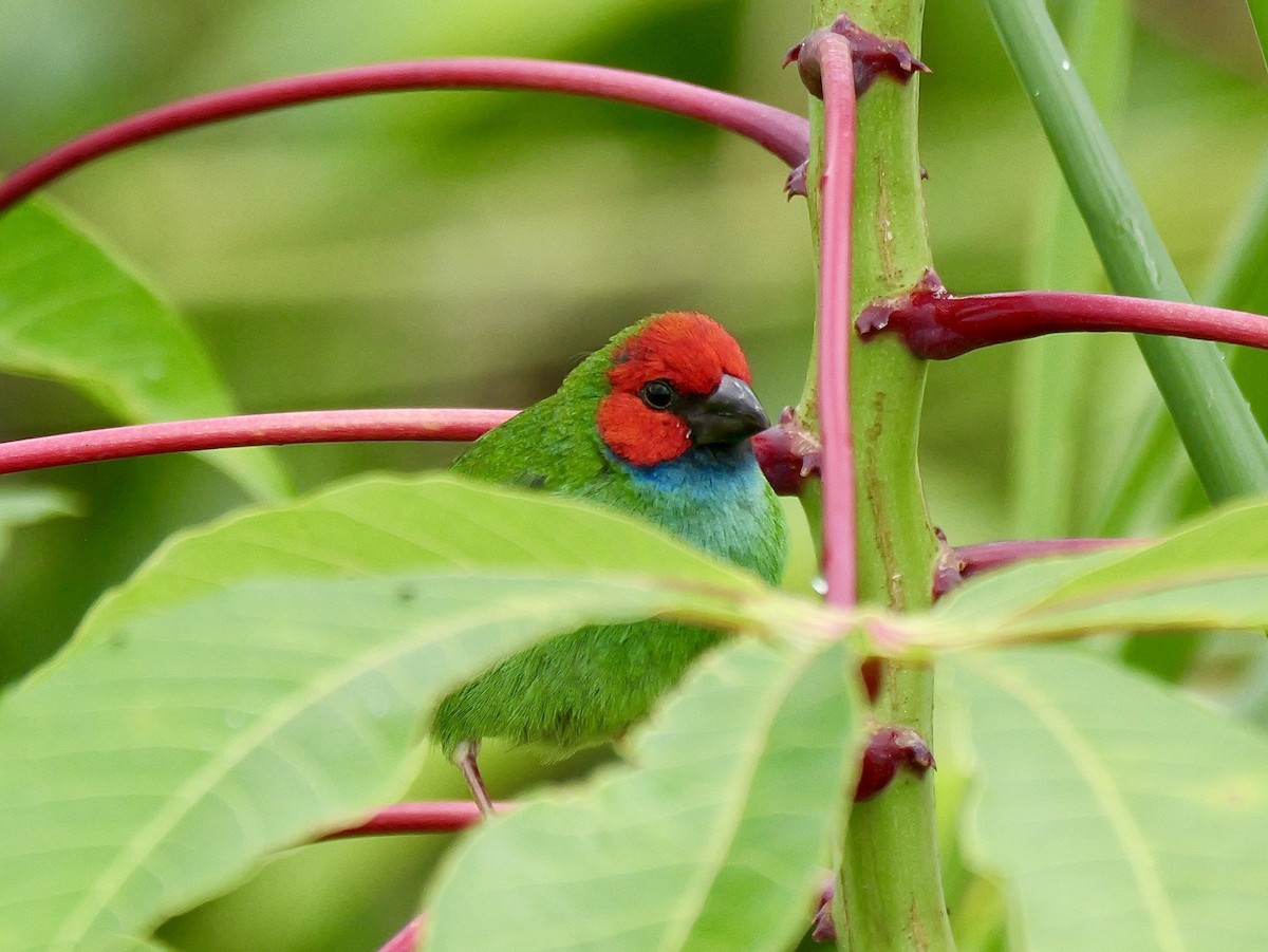 Fiji Parrotfinch - ML641537718