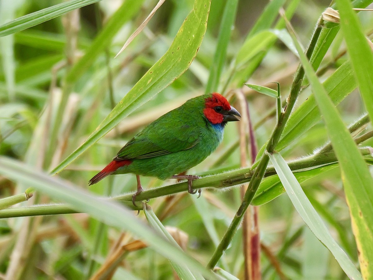 Fiji Parrotfinch - ML641537719