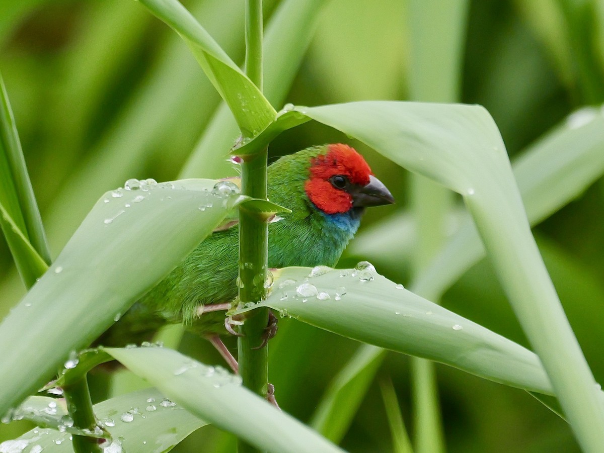 Fiji Parrotfinch - ML641537720