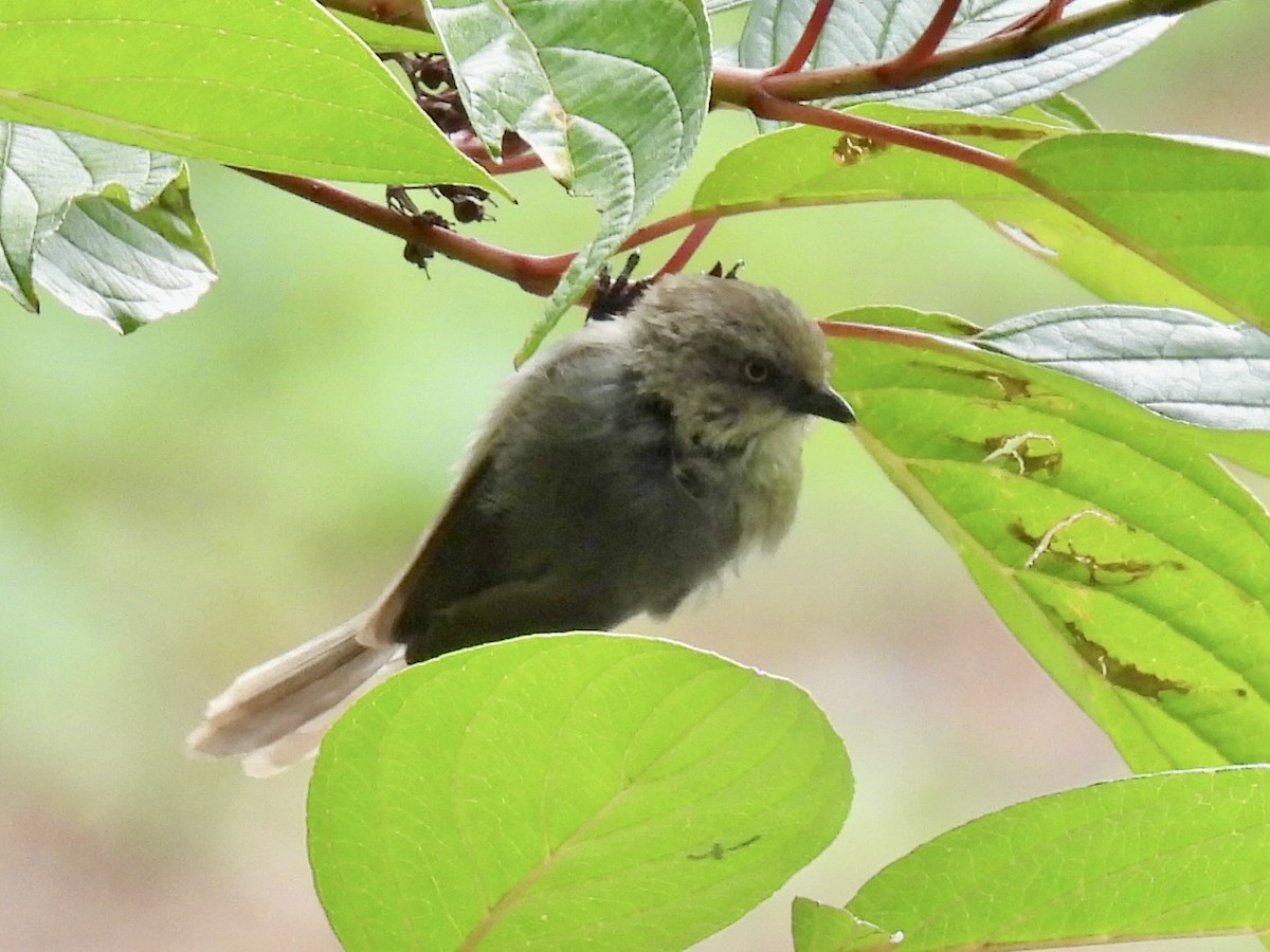 Bushtit - ML641537741