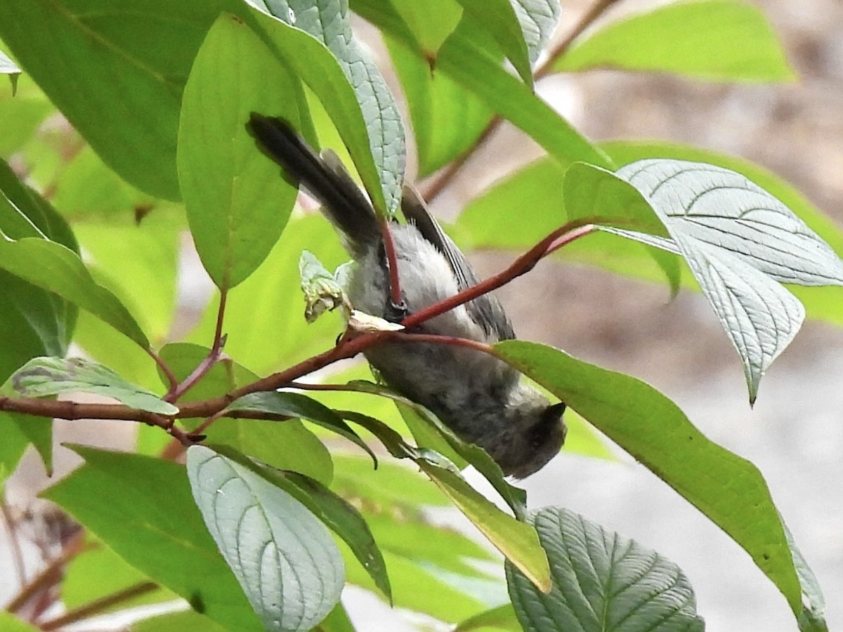 Bushtit - ML641537742