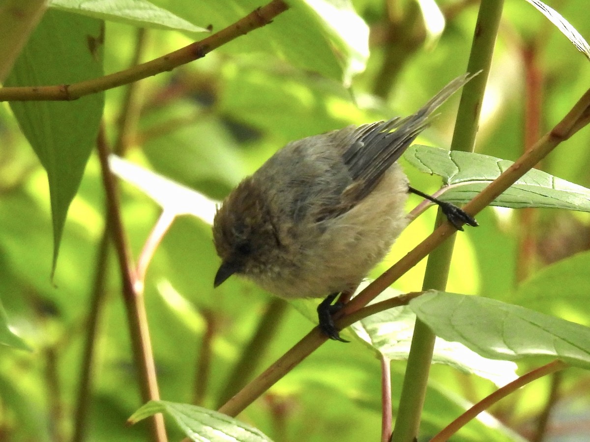 Bushtit - ML641537743