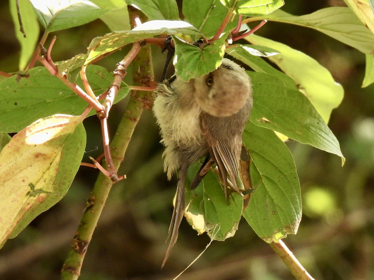 Bushtit - ML641537744