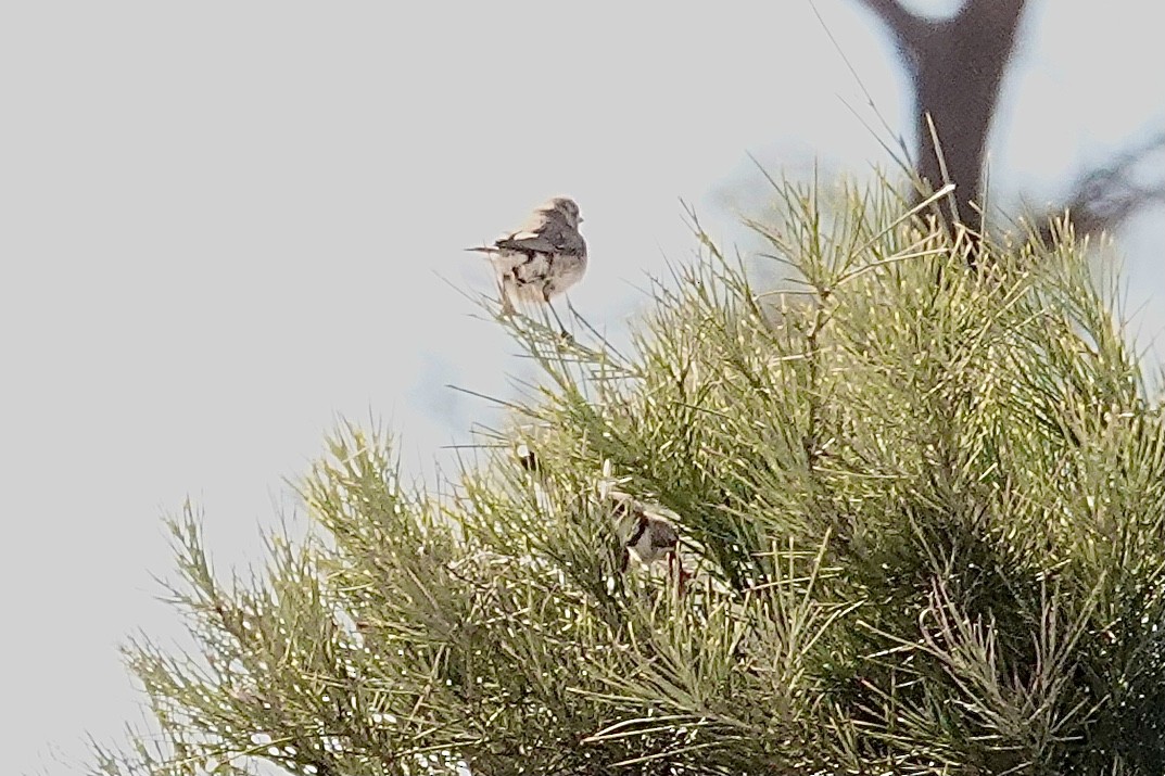 Banded Whiteface - ML641537754