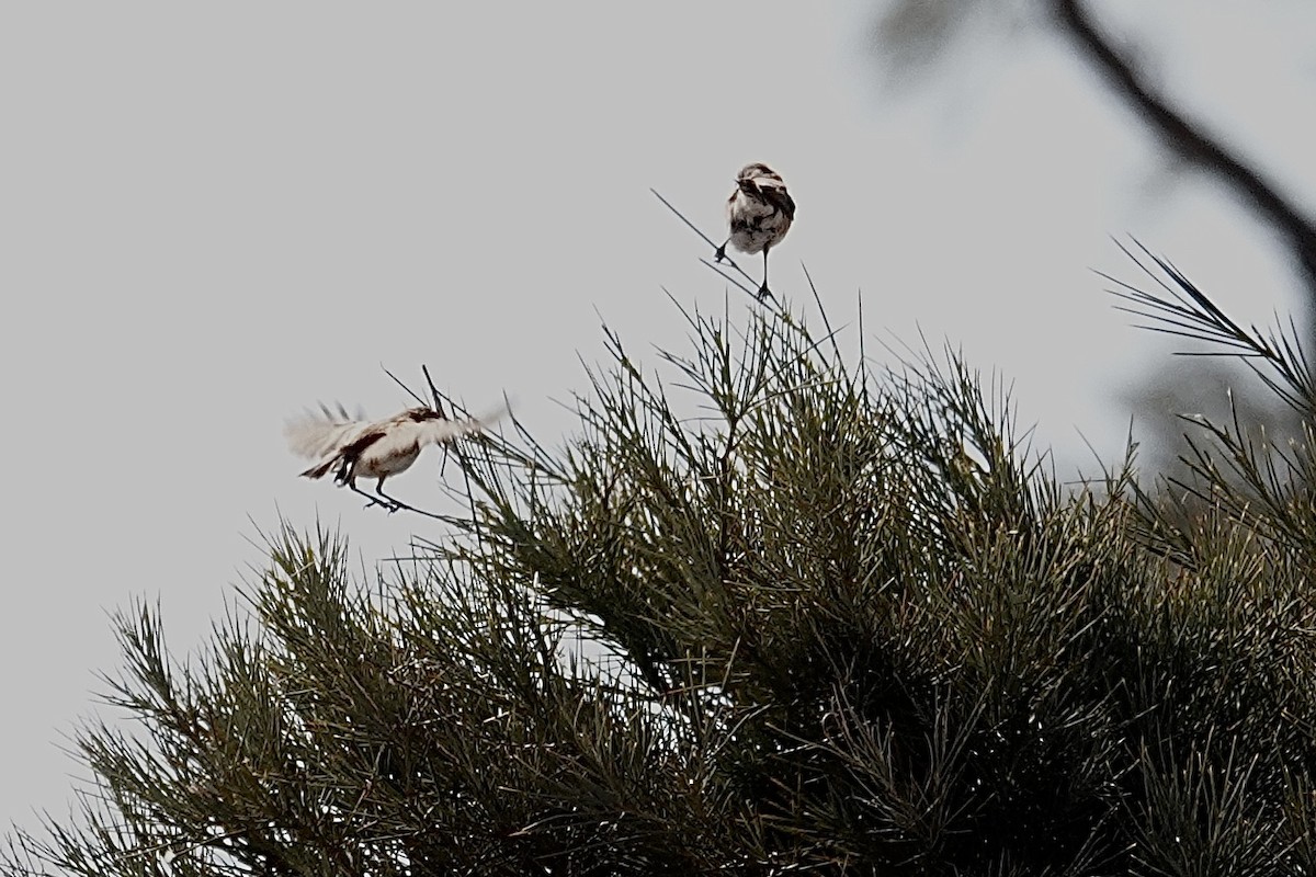 Banded Whiteface - ML641537755