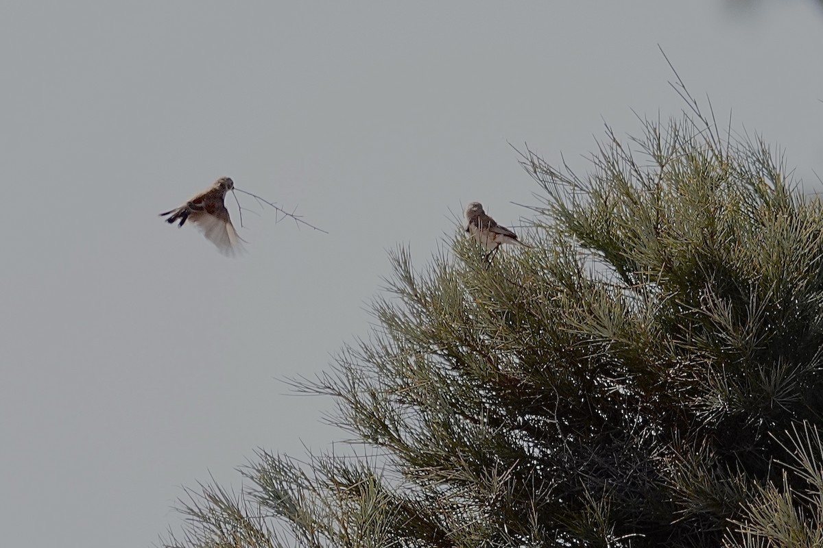 Banded Whiteface - ML641537756