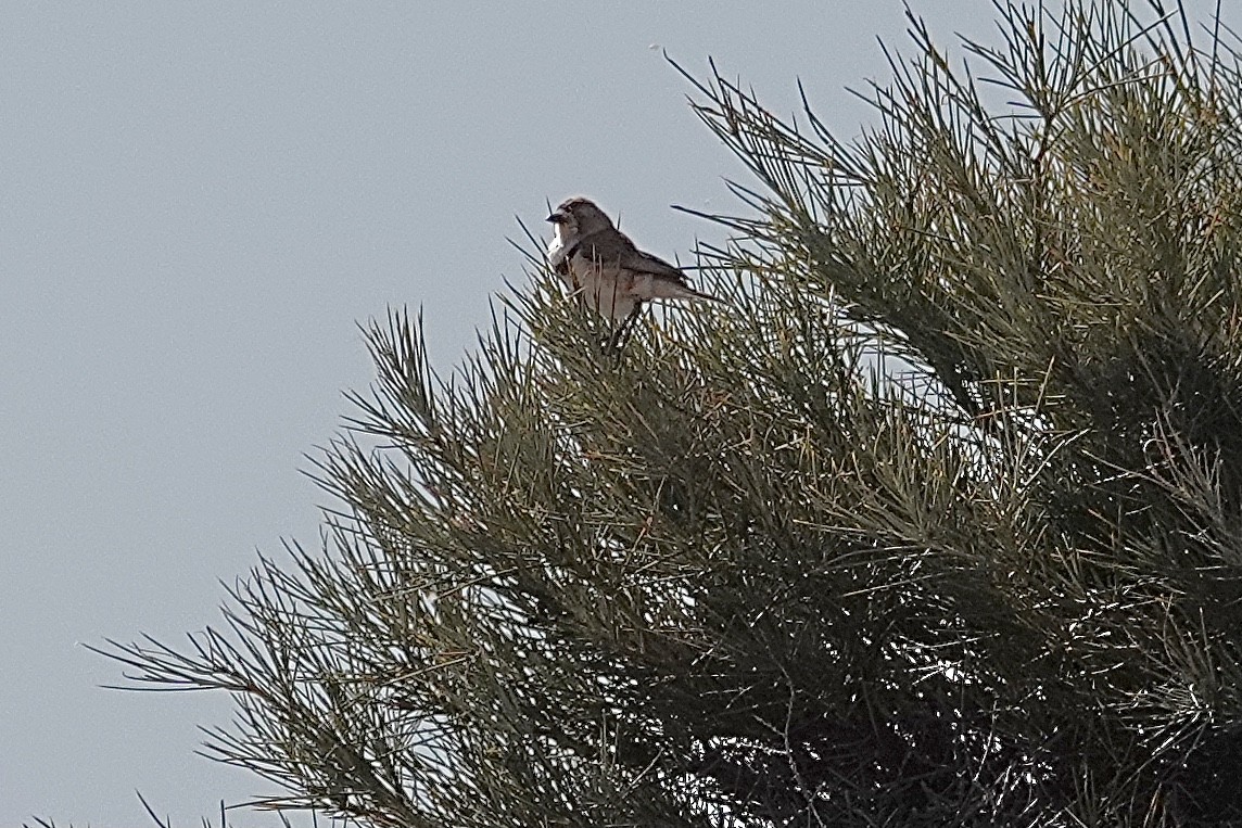 Banded Whiteface - ML641537757
