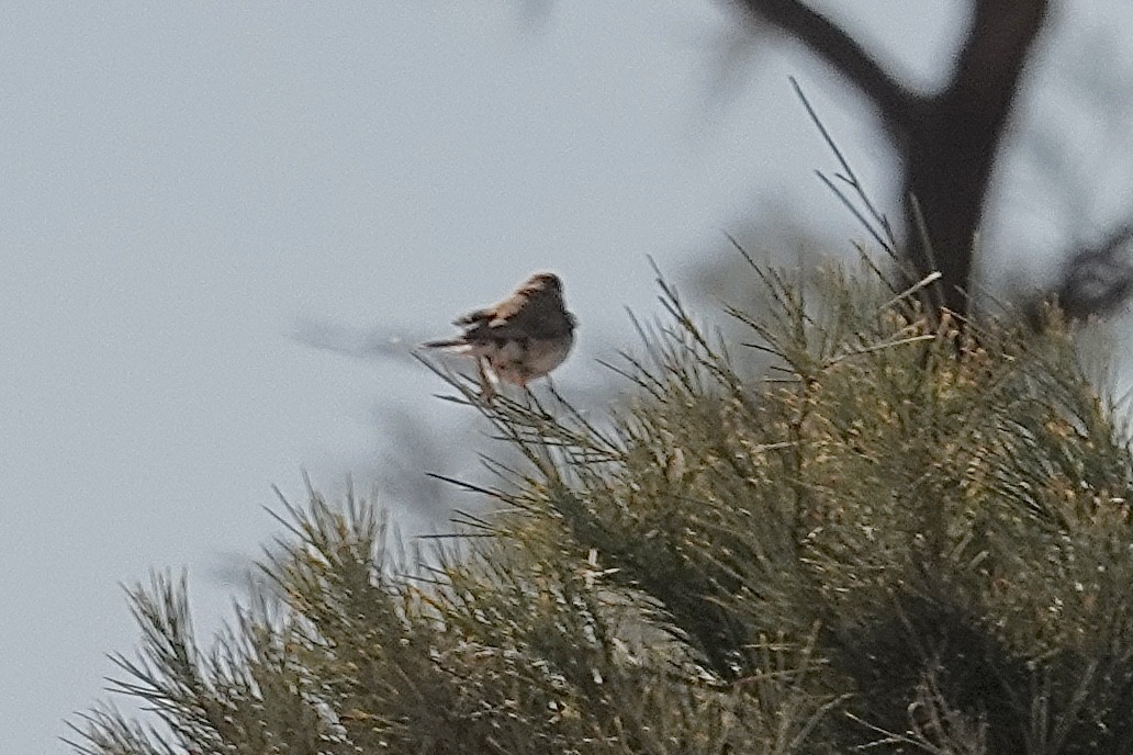 Banded Whiteface - ML641537758