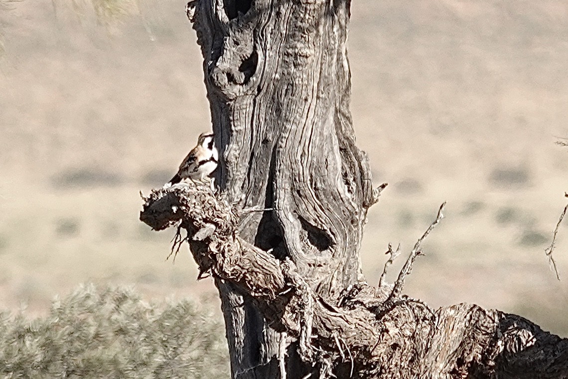 Cinnamon Quail-thrush - ML641537769