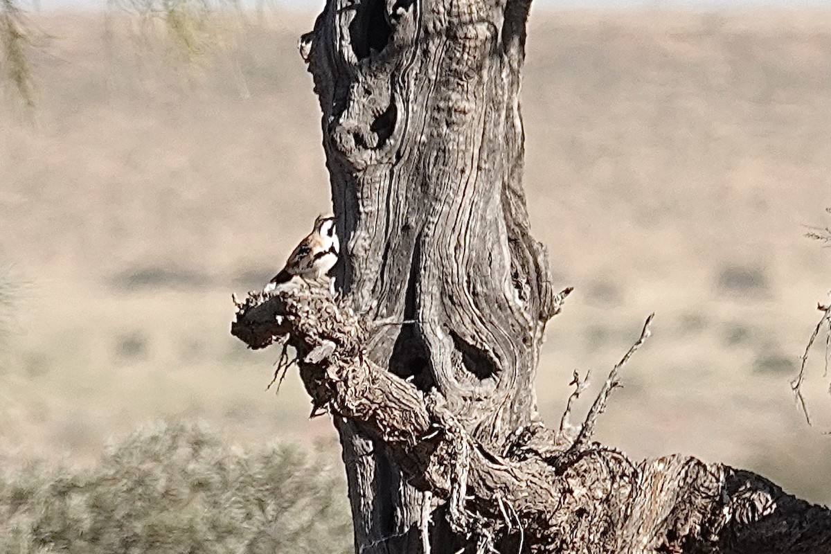 Cinnamon Quail-thrush - ML641537770