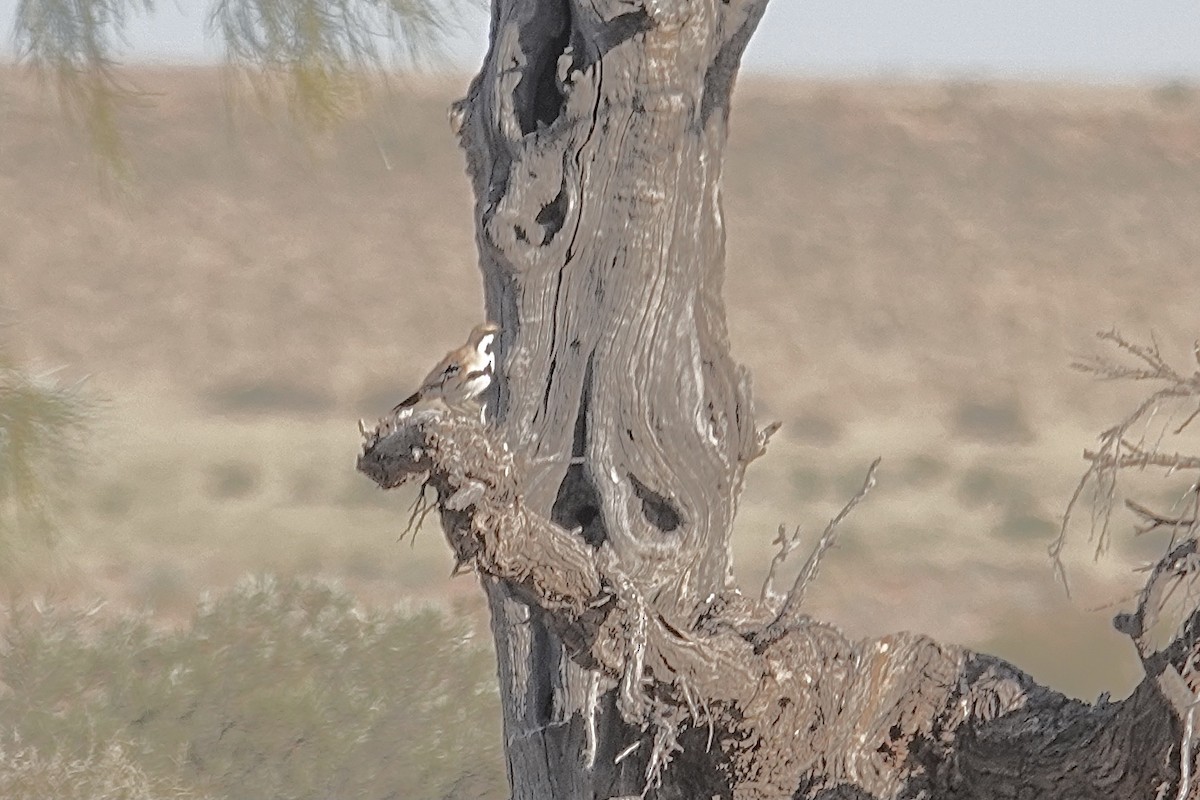 Cinnamon Quail-thrush - ML641537771