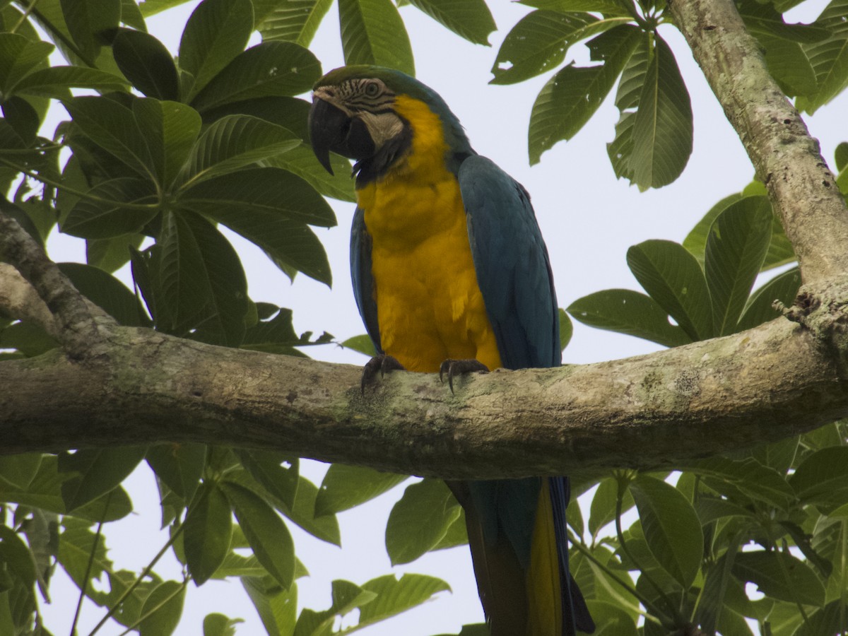 Blue-and-yellow Macaw - ML641537777