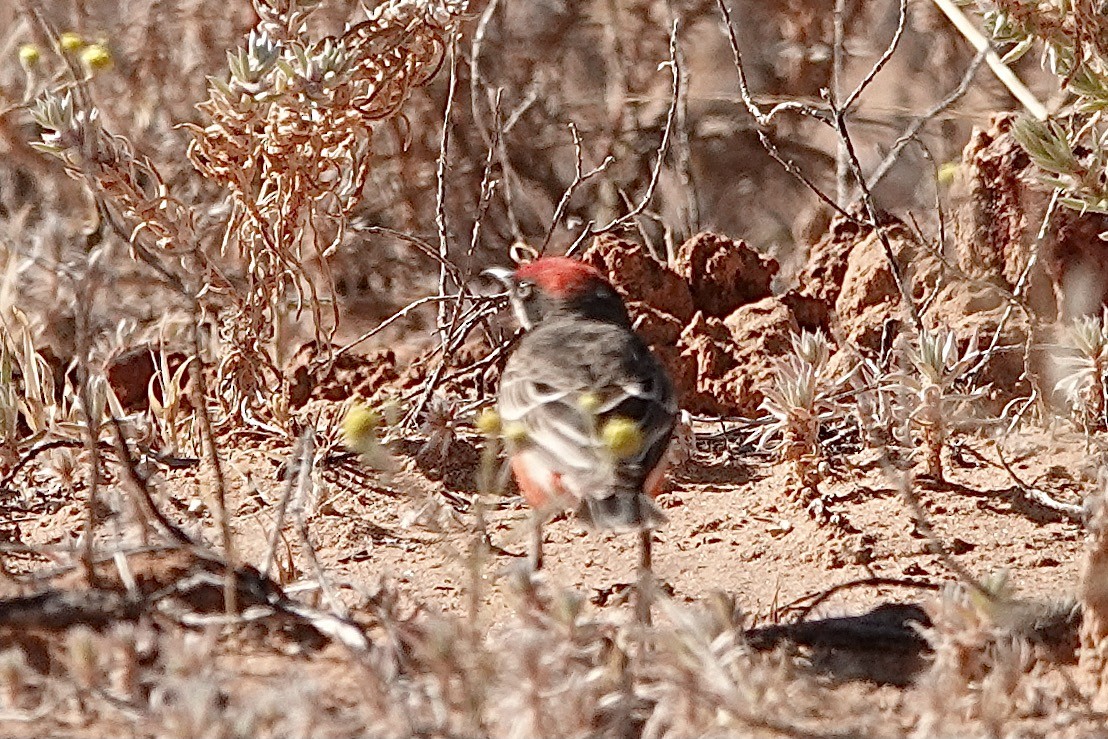 Crimson Chat - ML641537788