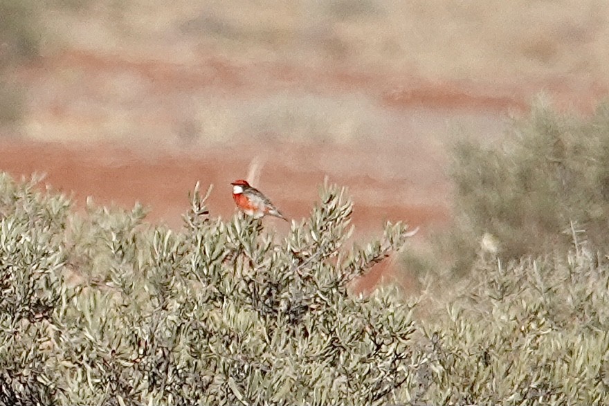 Crimson Chat - ML641537789