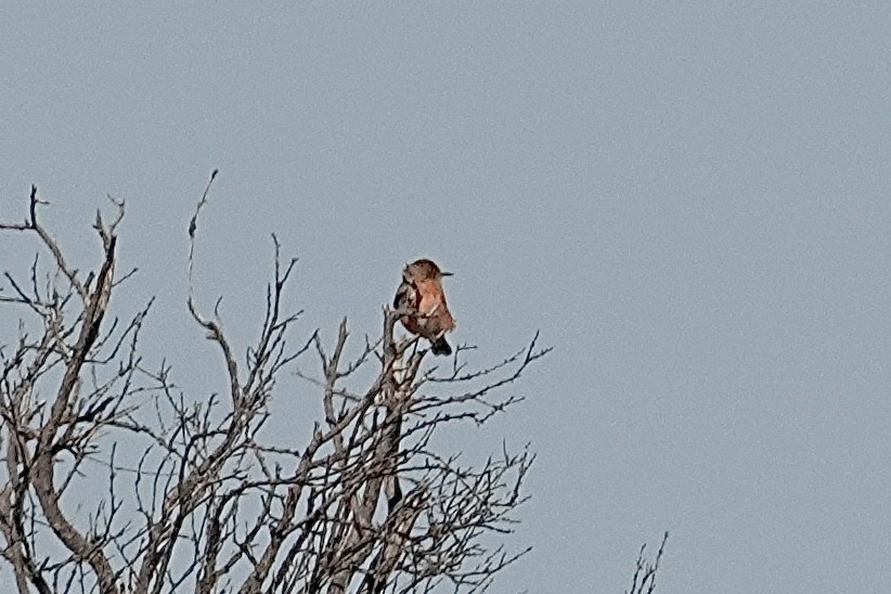 Crimson Chat - ML641537790