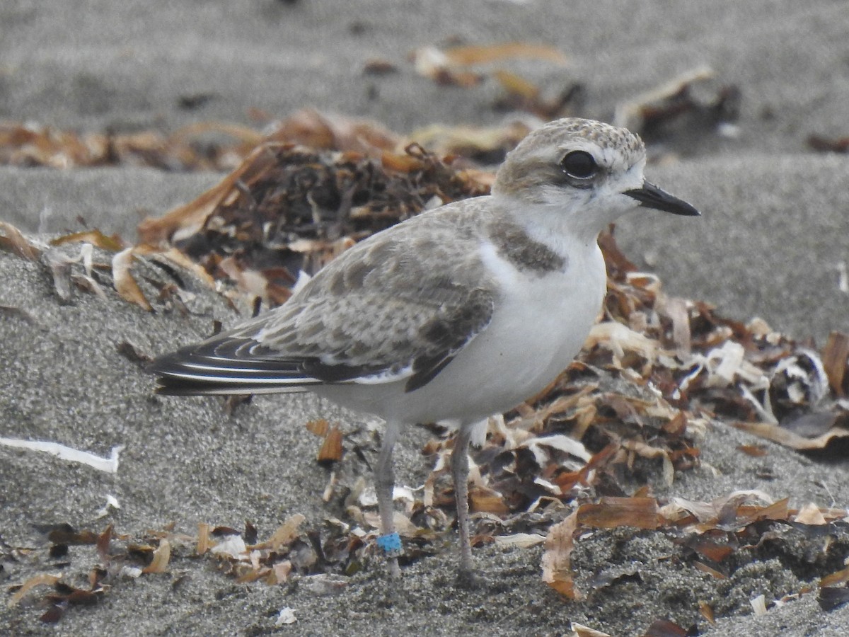 Snowy Plover - ML641537797