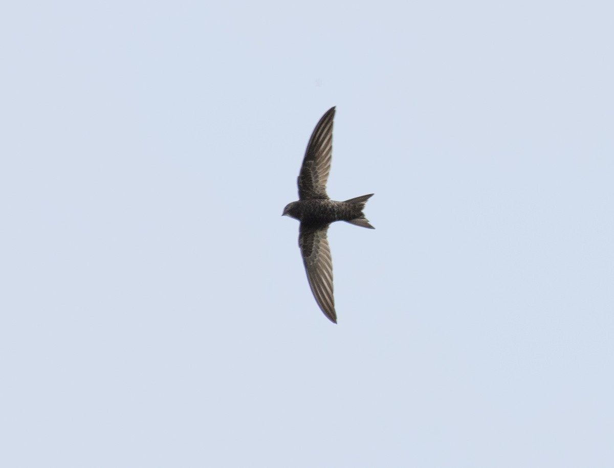 Mottled Swift - ML641537807