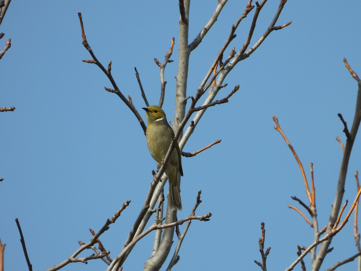 White-plumed Honeyeater - ML641537811