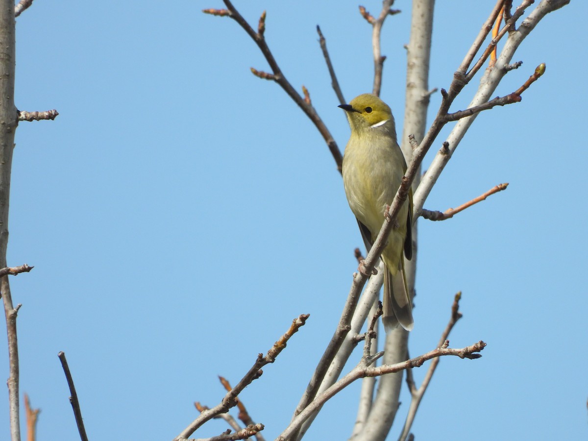White-plumed Honeyeater - ML641537827