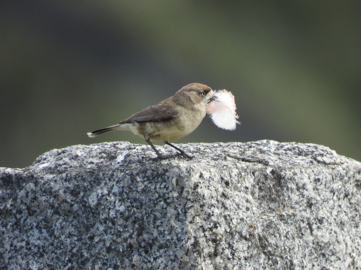 Southern Whiteface - ML641537842