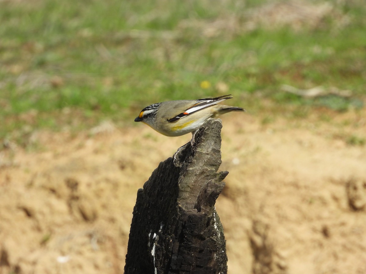 Striated Pardalote - ML641537877