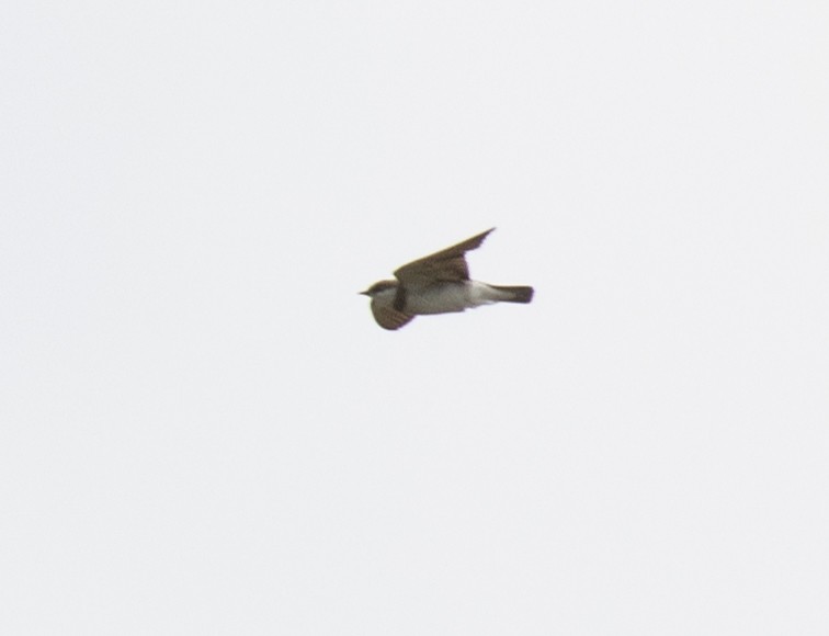 Banded Martin - ML641537895
