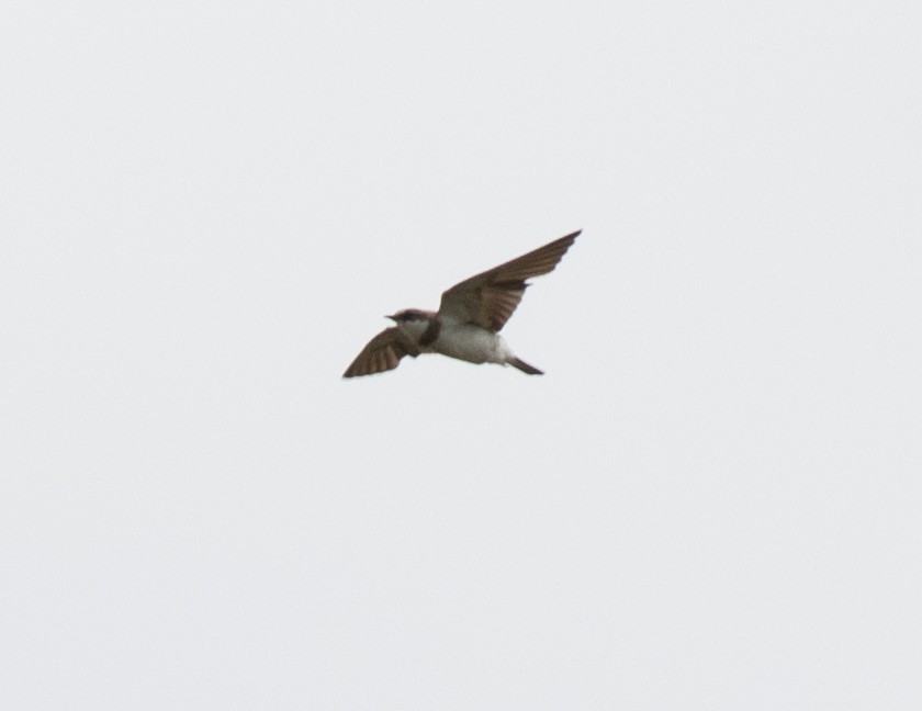 Banded Martin - ML641537896