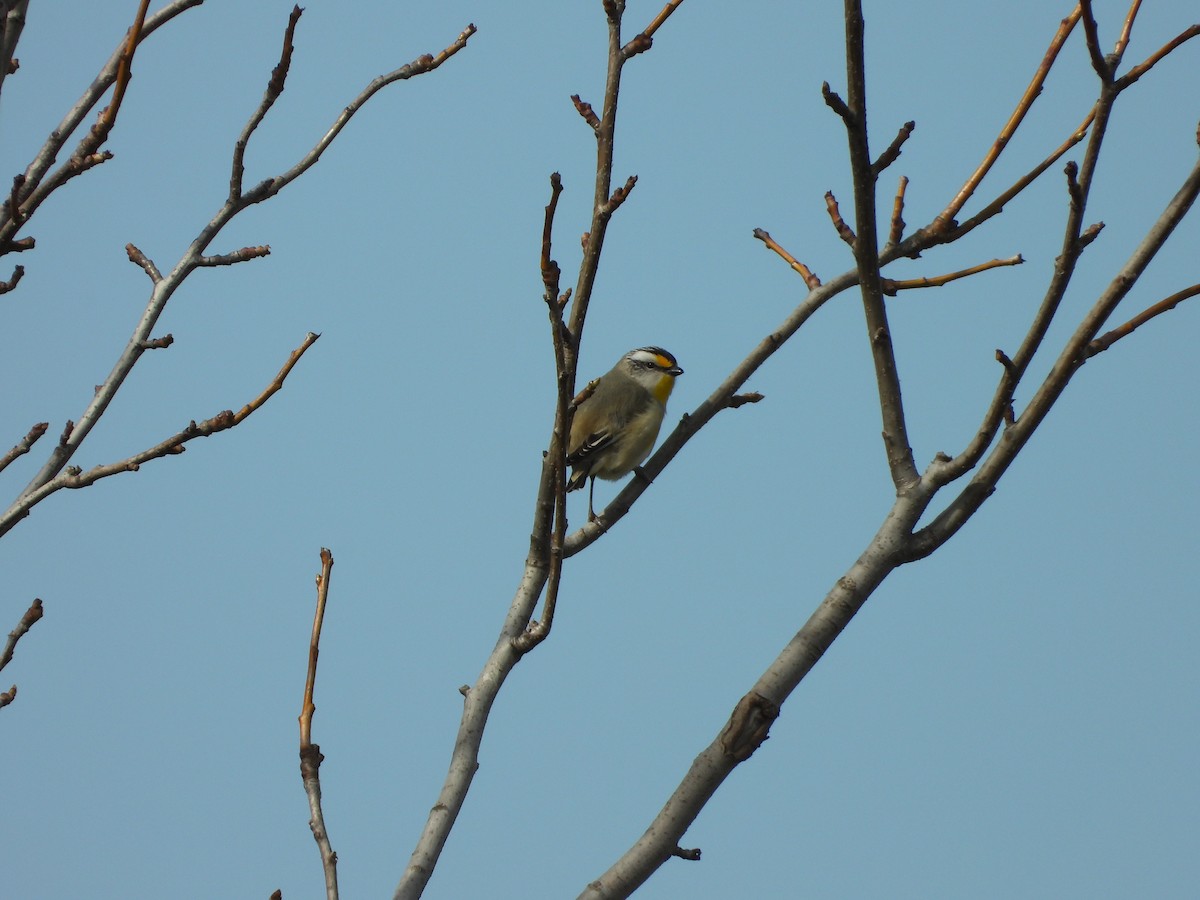 Striated Pardalote - ML641537898